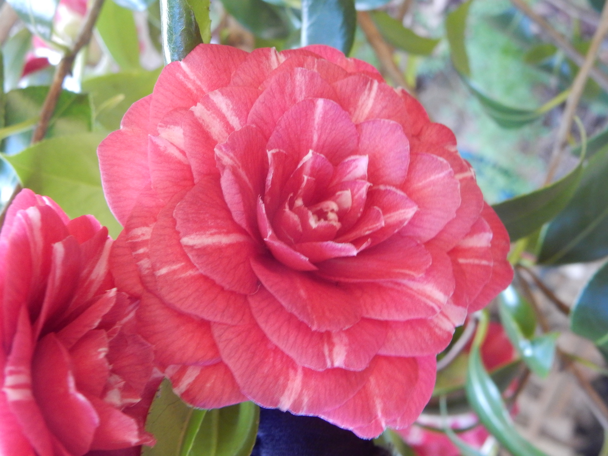 C. japonica Arciduchessa Augusta